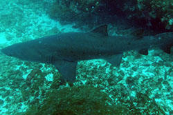Ragged Tooth shark